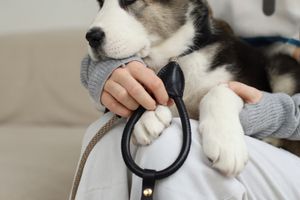 5 причин, чому вашій собаці потрібні анатомічні аксесуари від CHOUCHOÚ фото